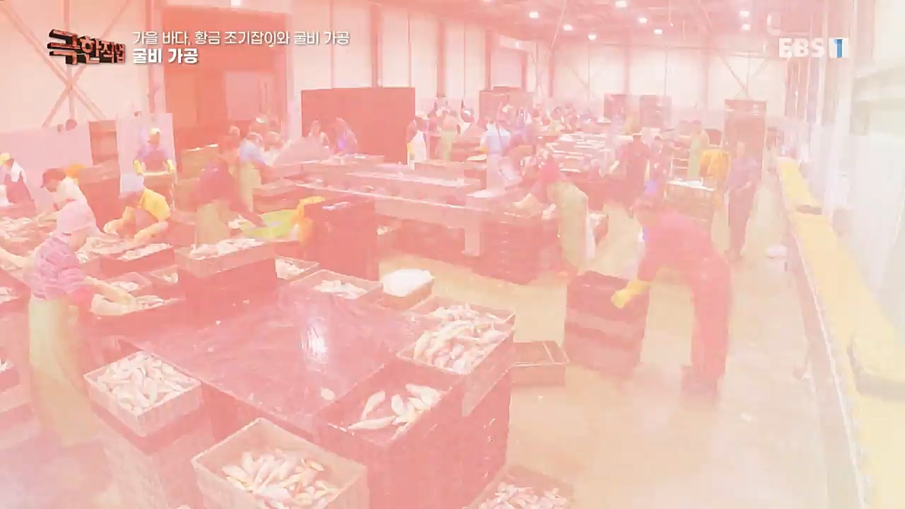 TV - 교육의 중심 EBS가을 바다 황금 조기잡이와 굴비 가공.mp4_20221122_195442.386.jpg