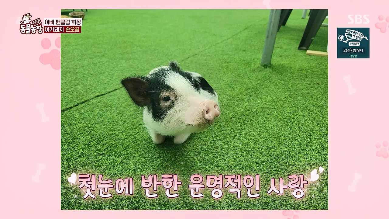 TV 동물농장 1189화 다시보기.ts_20240922_161945.932.jpg