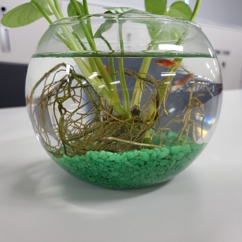 다이소화분 아이템으로 저렴한 가격에 생선, 청어 기르기(혼자 키운지 2개월 후) 2