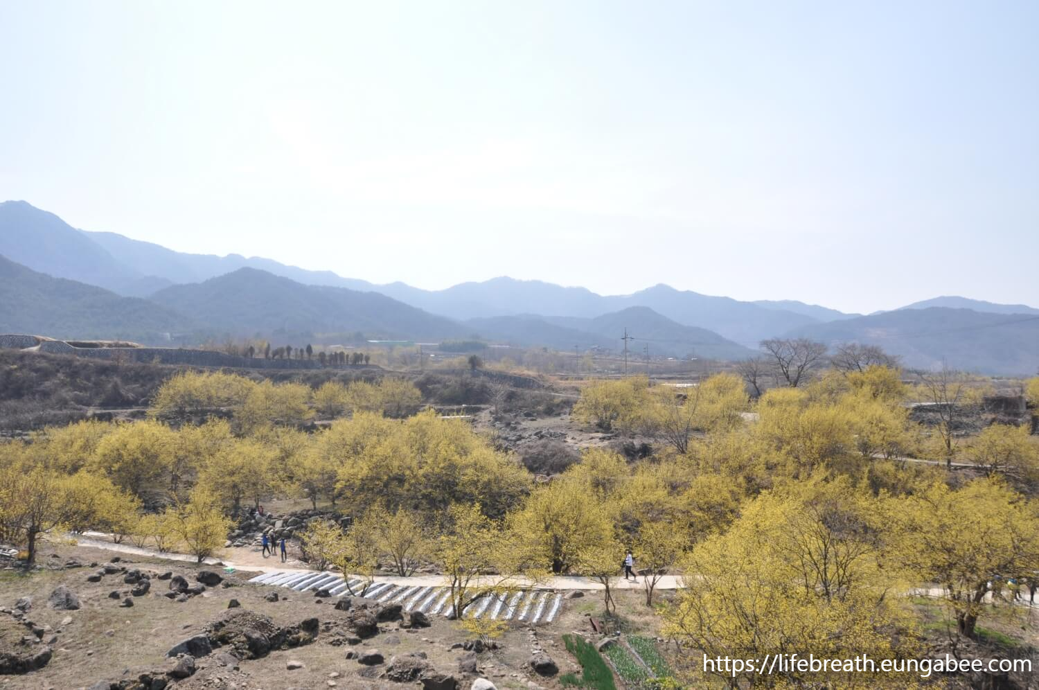 구례 산수유꽃 축제