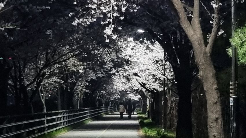 다섯장의 사진은 벚꽃터널 야간풍경,