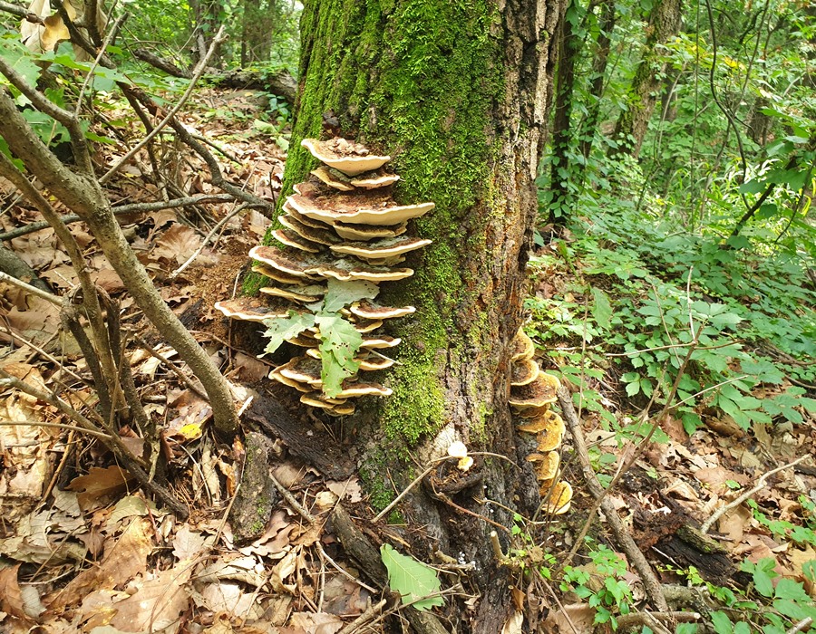 비루개숲길에서만난-대형버섯