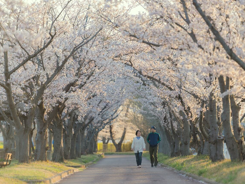 벚꽃 명소 개화시기