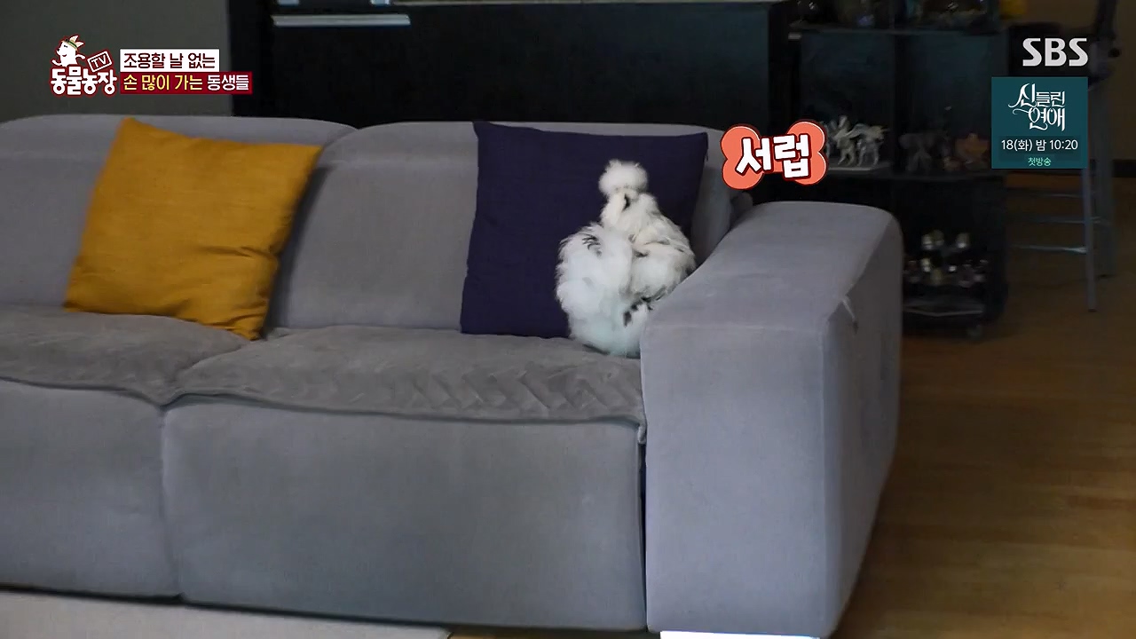 TV 동물농장.E1175.240610p-NEXT.mp4_20240609_160252.612.jpg