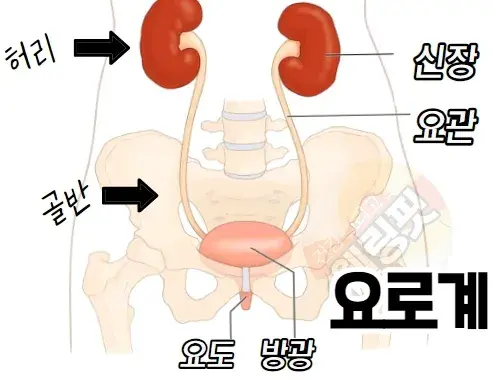 요로계의-위치와-구조