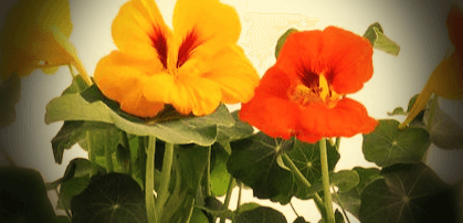 노랑-빨강-한련화-꽃