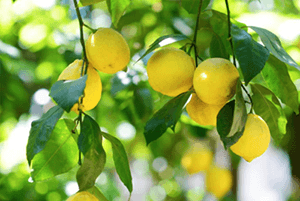 레몬 효능02