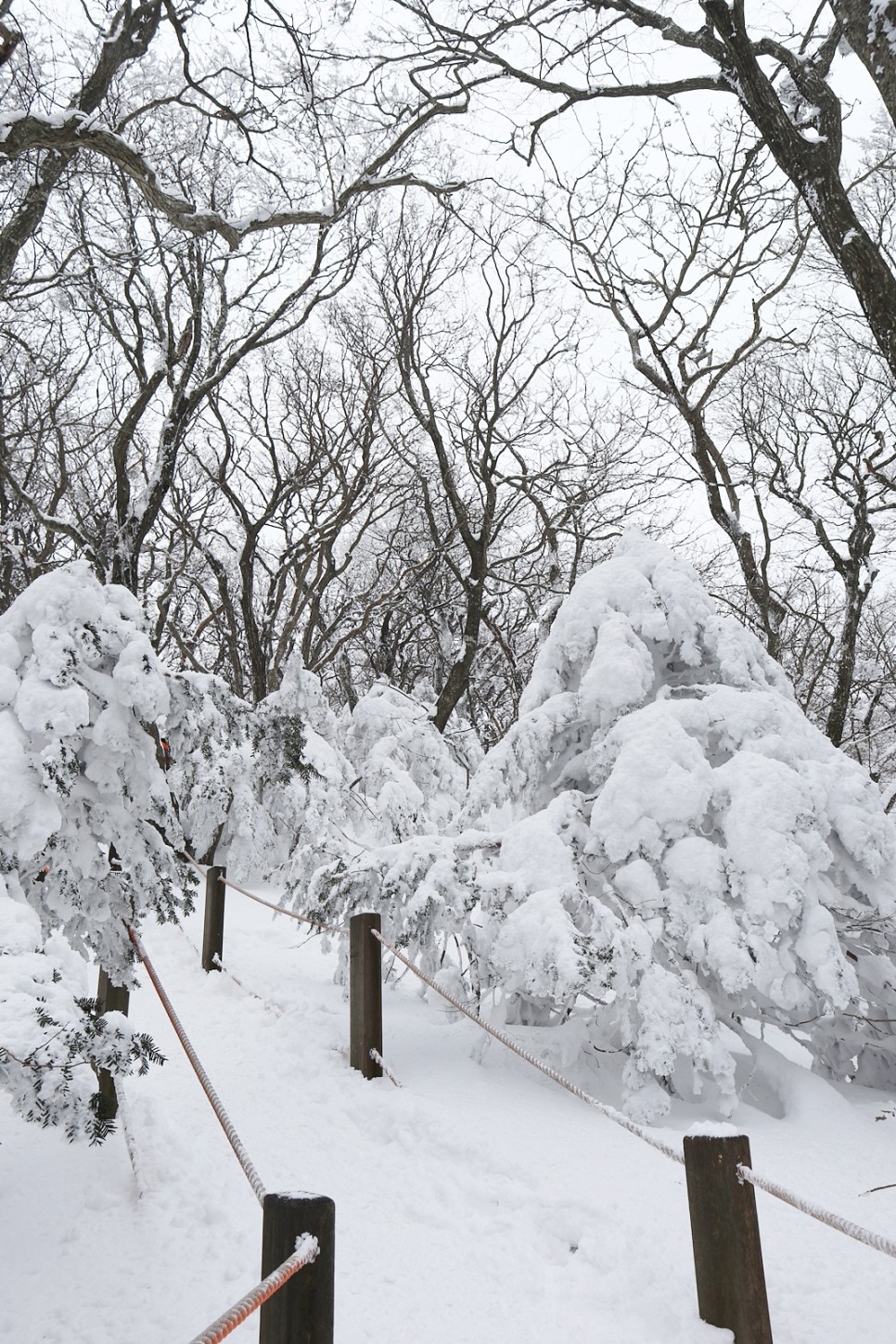 눈쌓인 겨울산 이미지 9