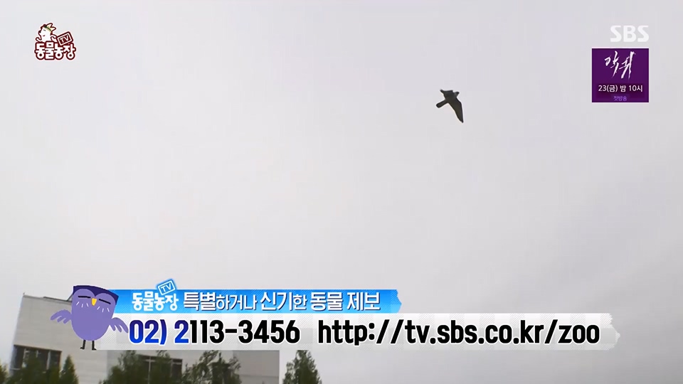 TV 동물농장.E1125.230618p.H264-F1RST.mp4_20230618_192119.332.jpg