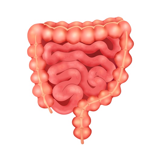 Role-and-types-of-digestive-enzymes