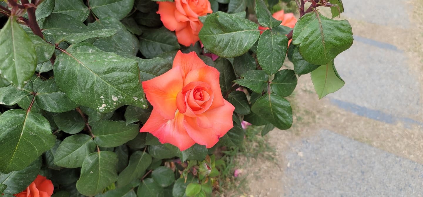  5월 14일 로즈데이 기념 대구 가족나들이 이곡장미공원