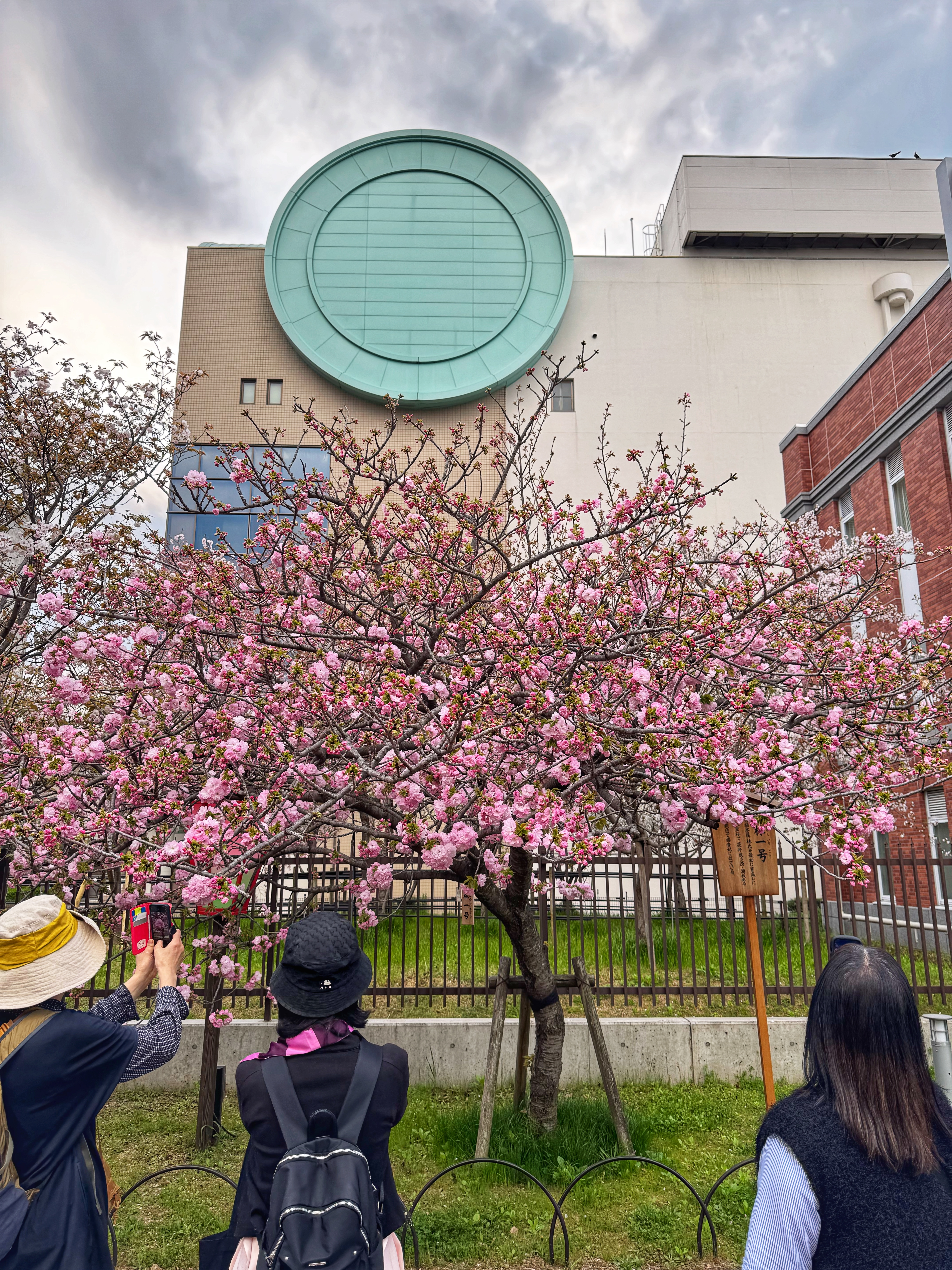 [일본 오사카] 조폐국 본국 벚꽃 통과하기 축제 후기 Cherry Blossom Viewing in Mint Osaka Japan