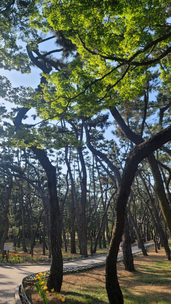 국립 경주 박물관 아이들과 경주여행 : 3년만의 경주. ㅡ 소노벨경주, 3