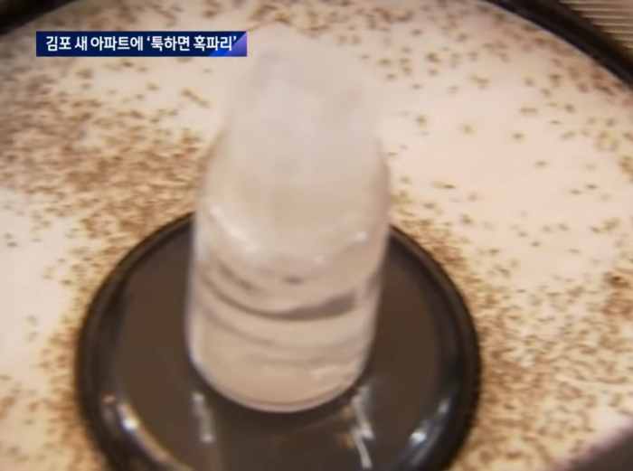 혹파리-곤충-사체