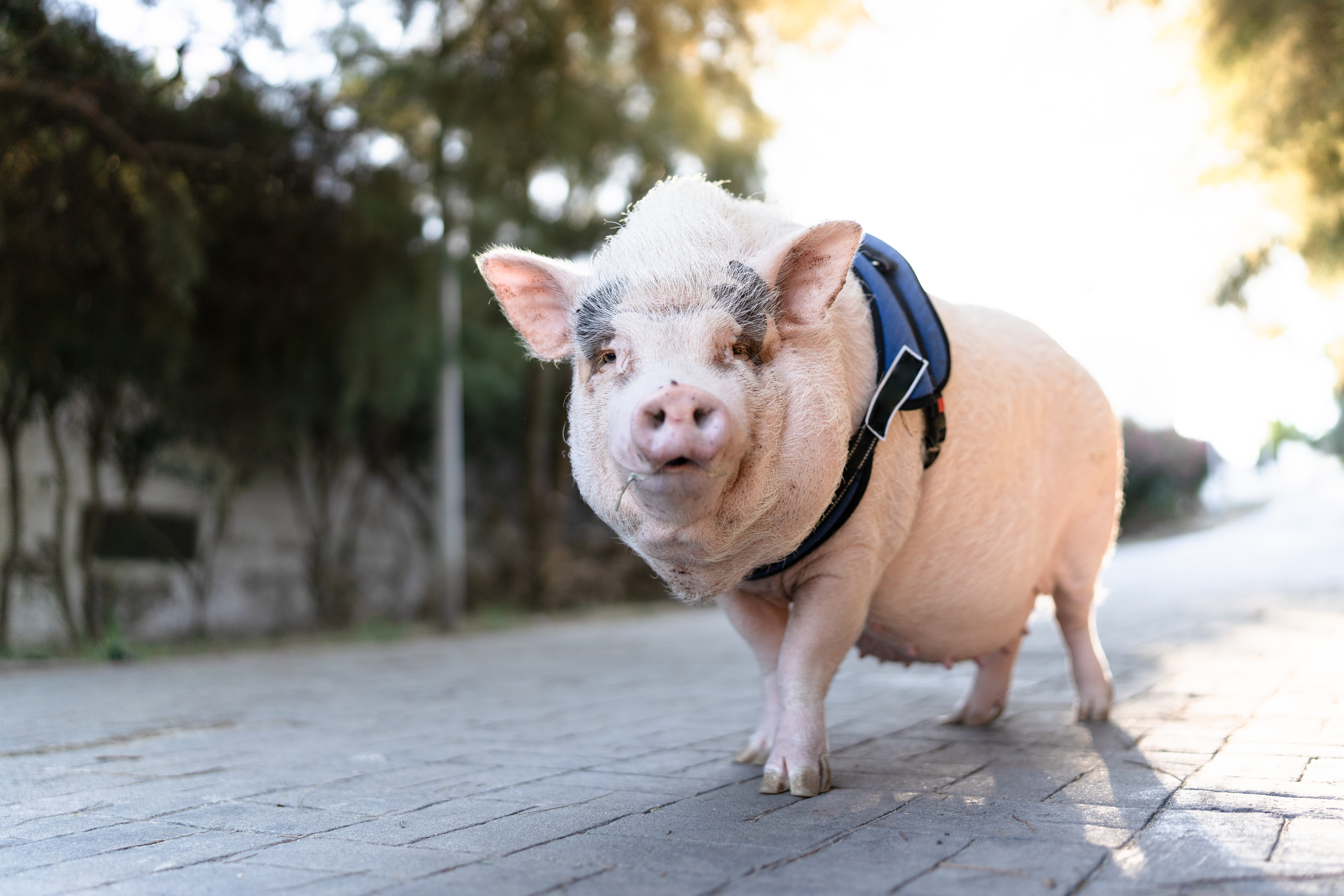 재생 불가능한 &#39;인간 신장&#39;&#44; 세계 최초 돼지 배아에서 자라 VIDEO: Human kidneys have been partially grown in pigs for the first time