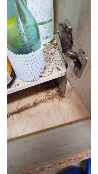 바퀴벌레 퇴치방법 총정리_23