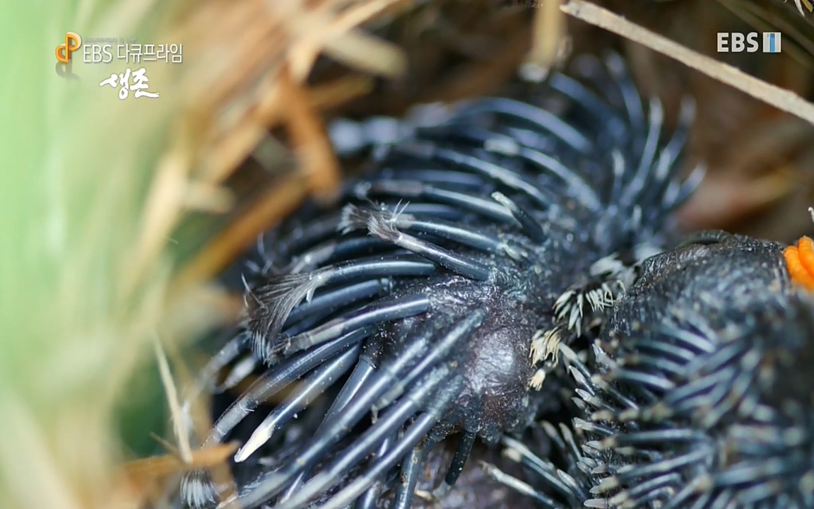 생존 3부_ EBS 다큐프라임_ 220629.avi_20220701_204818.472.jpg