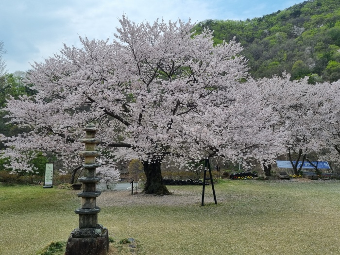 신안사-왕벚꽃