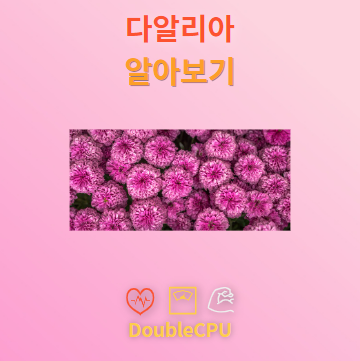 달리아 꽃의 언어와 탐구