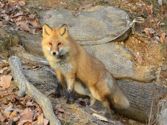 한국여우