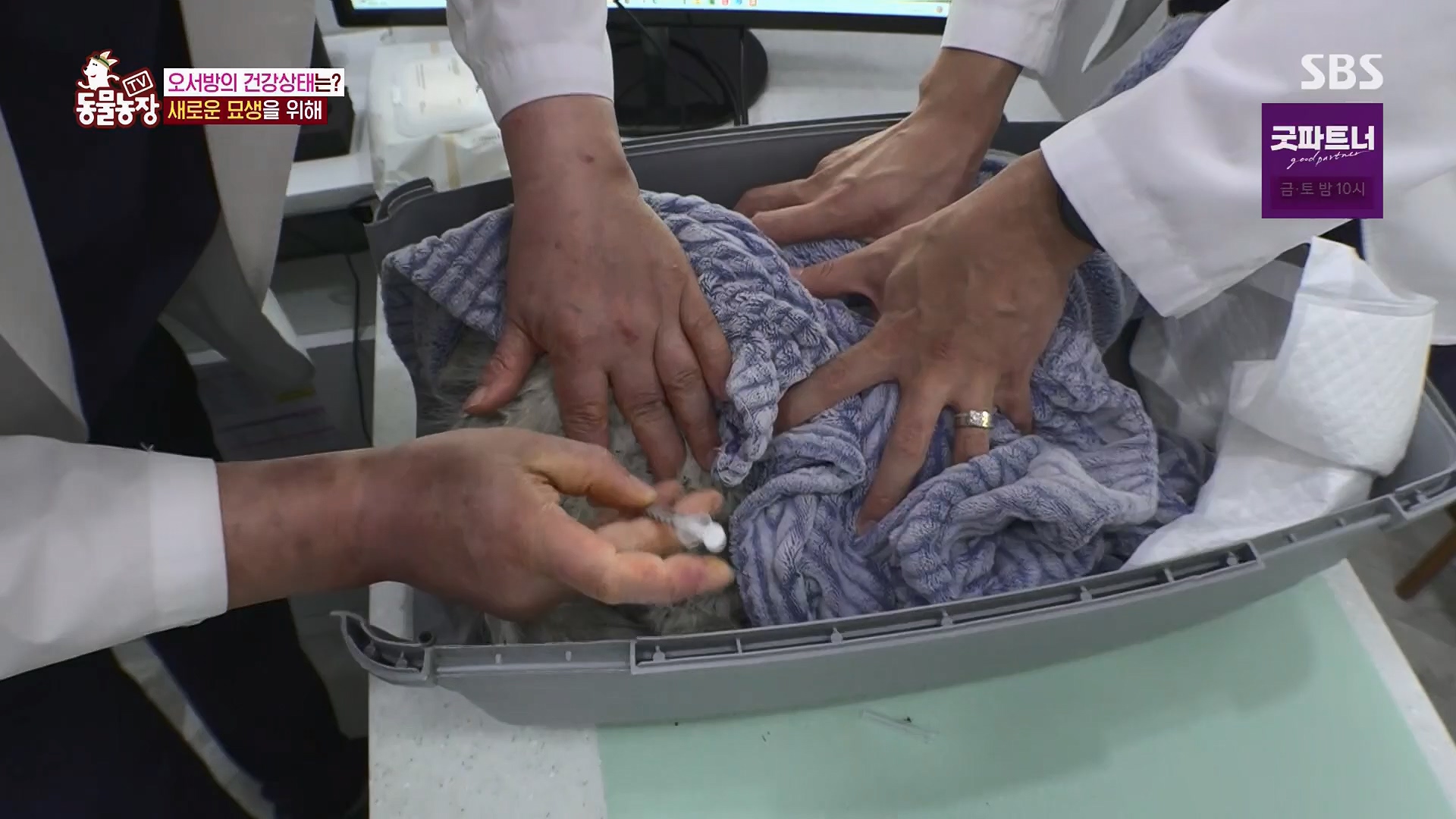 TV 동물농장.E1180.240714p.H264-F1RST.mp4_20240715_201740.748.jpg
