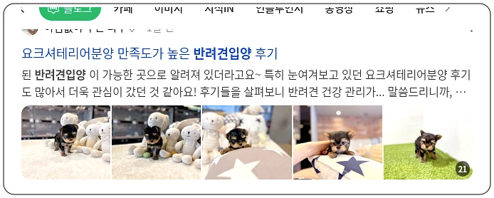 반려견 입양_1_subsection