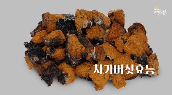  [매일아침좋은글] 차가버섯효능