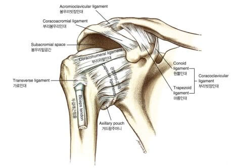견관절을 구성하는 인대들과 상완이두근 장두를 덮고 있는 인대들을 보여주는 그림.