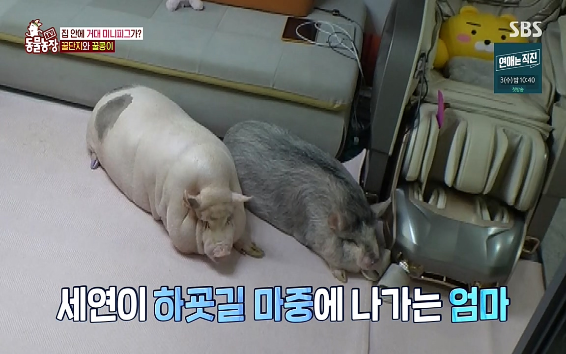 TV 동물농장.E1080.220732p-NEXT.mp4_20220731_174228.118.jpg