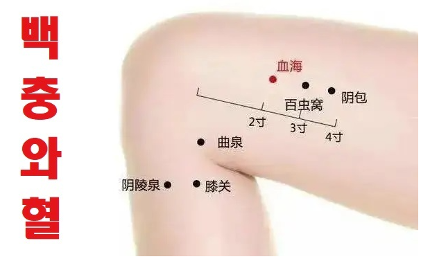 경외기혈(EX) > EX-LE3 백충와 (百蟲窩) 2
