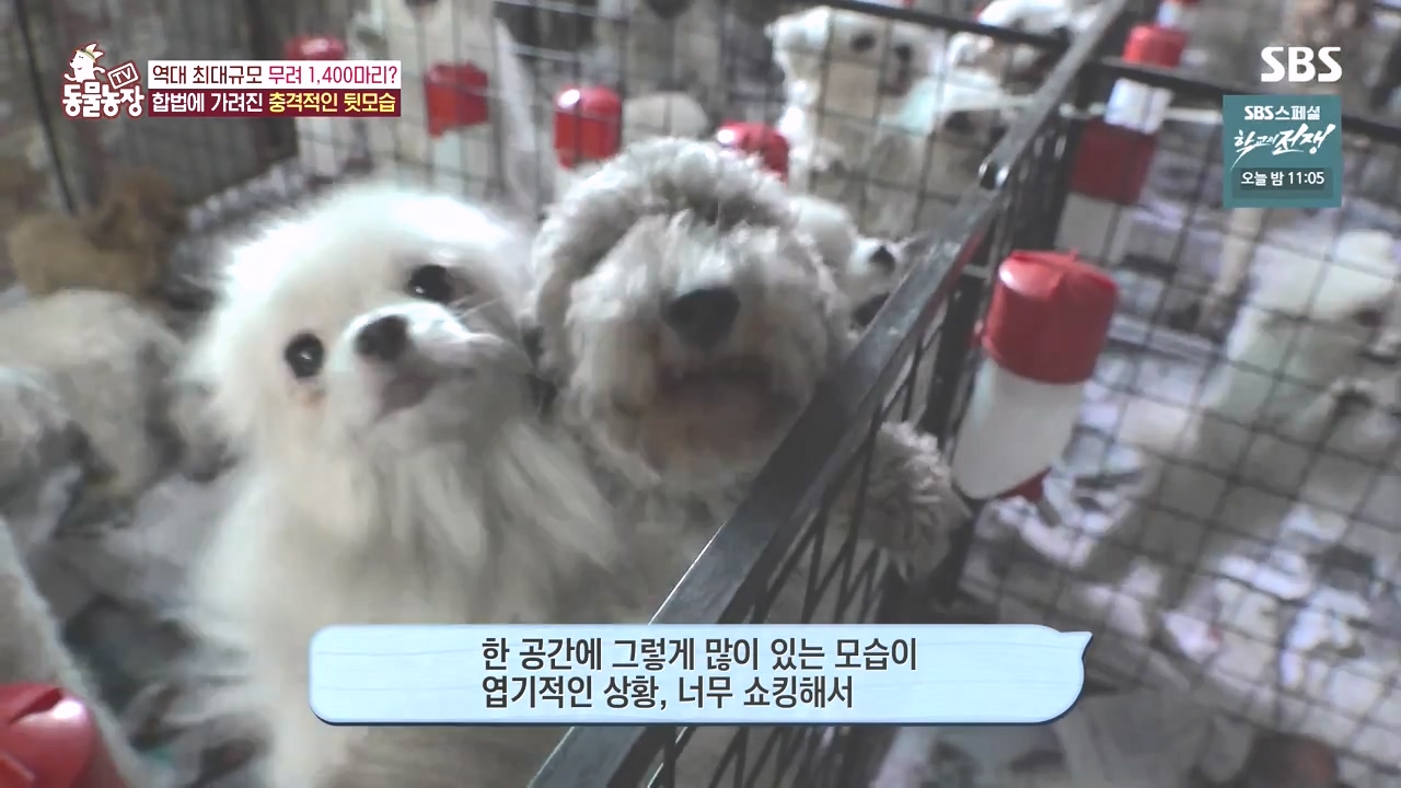 TV 동물농장.E1142.231023p-NEXT.mp4_20231022_171947.097.jpg