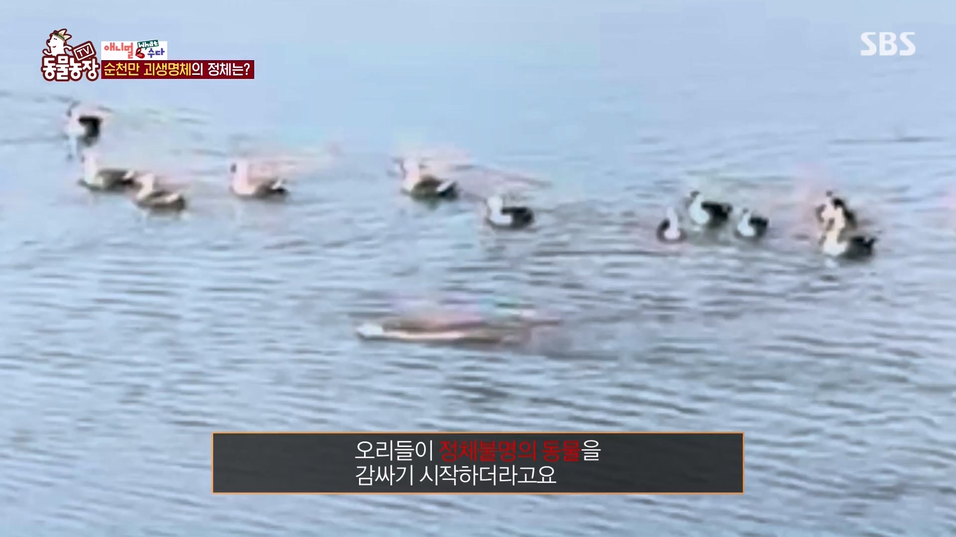 TV 동물농장.E1164.240324p-NEXT.mp4_20240324_172339.856.jpg