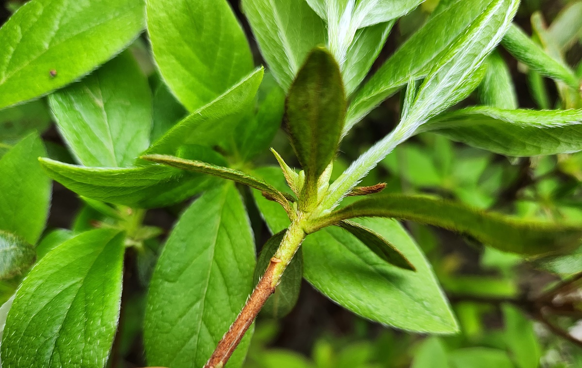 흰산철쭉