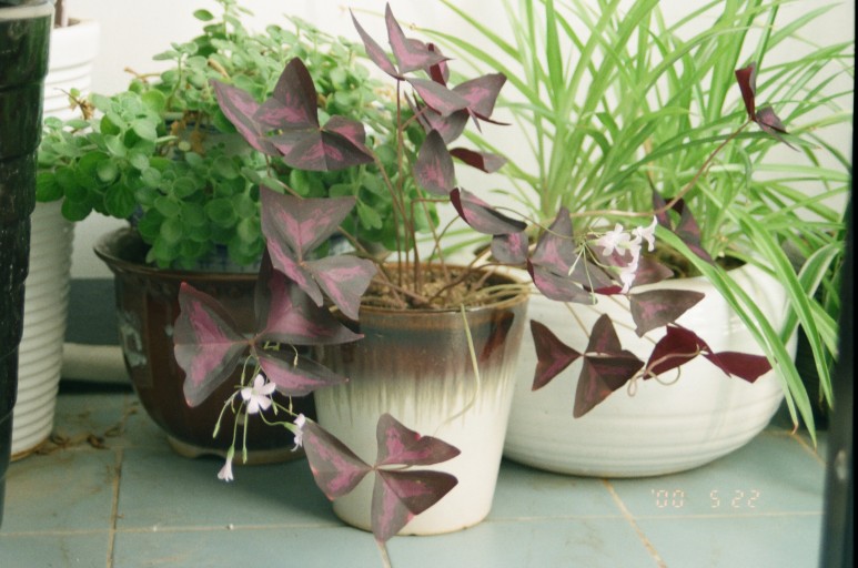 중고 펜탁스 SF7 자동차 필름 카메라 이야기. 결과는 9개월만에 나왔다. 14