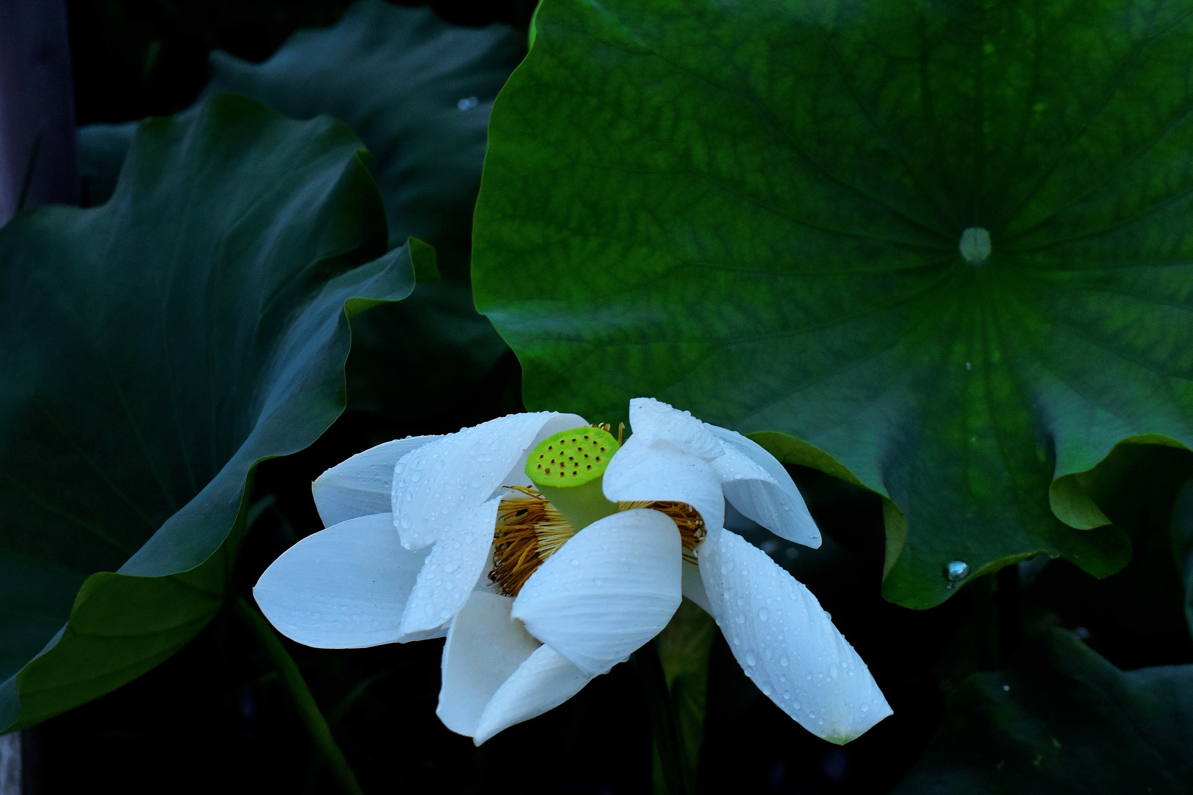 연화 이미지