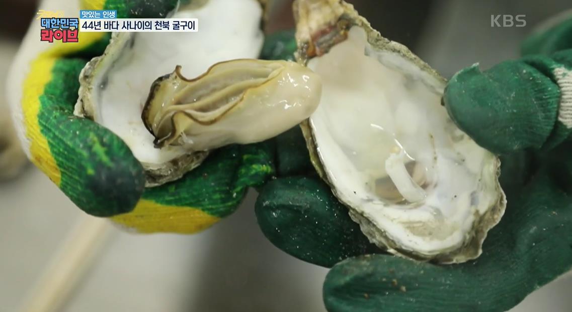  대한민국라이브 생활의발견 44년 바다사나이의 천북굴구이