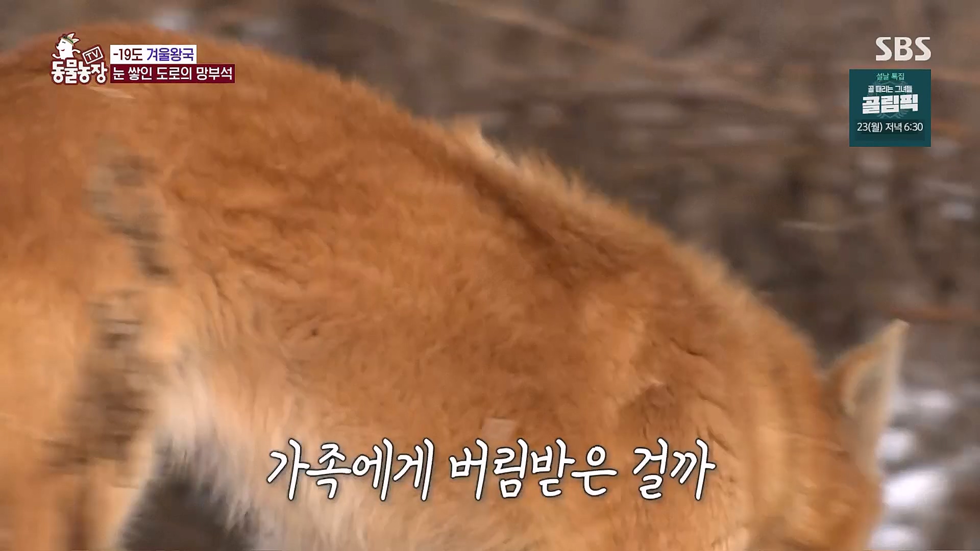 TV 동물농장.E1104.230115p.H264-F1RST.mp4_20230115_173213.325.jpg