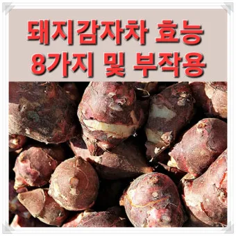 돼지감자 돼지감자차 효능 즙 먹는법 가루_37