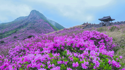 황매산 철쭉축제 사진