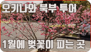 1월 오키나와 벚꽃 여행 가이드 벛꽃 명소 추천 사진