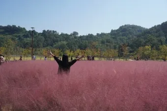 함안 악양생태공원 샤스타데이지 꽃밭 완벽 관람 가이드_8