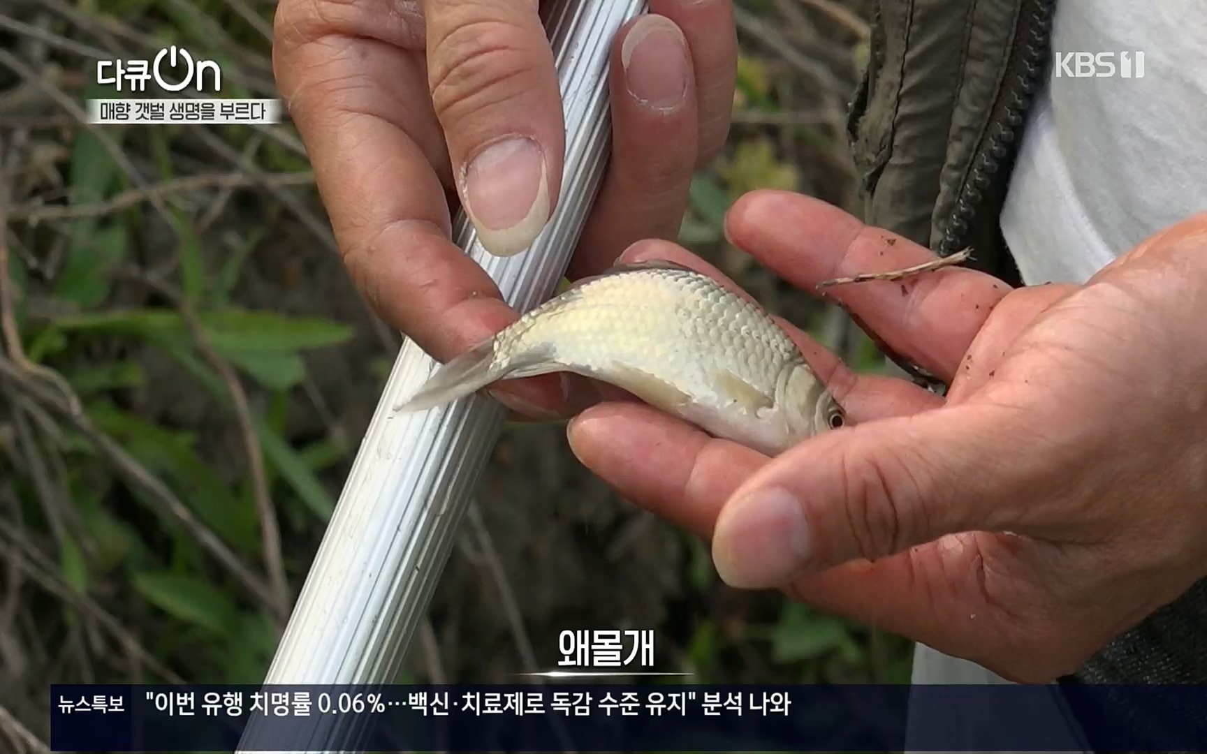 다큐 On.E151.220805p.H264-F1RST.mp4_20220806_193409.320.jpg