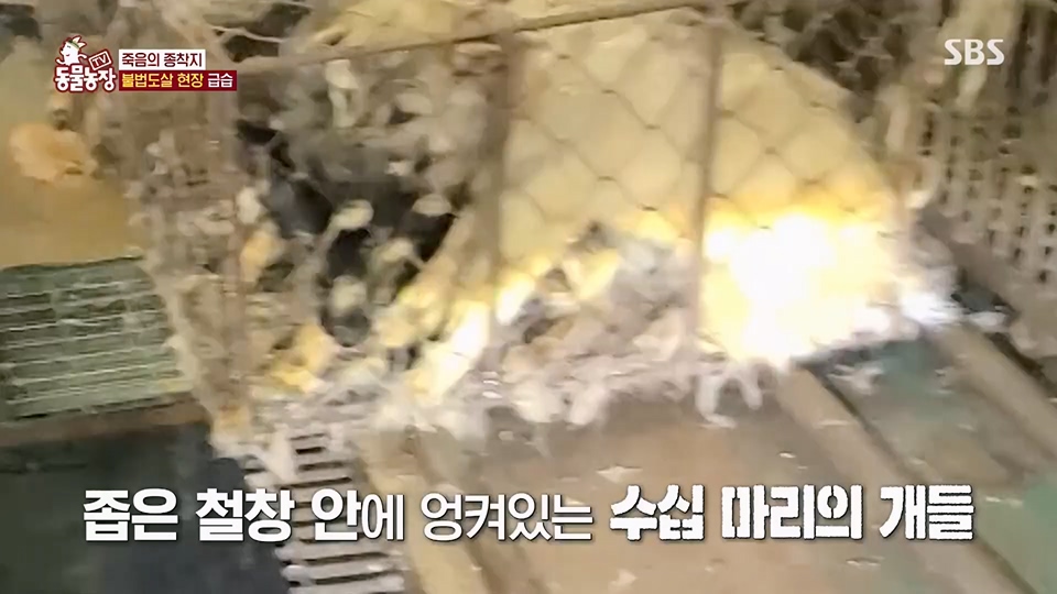 TV 동물농장.E1129.230716p.H264-F1RST.mp4_20230716_183634.958.jpg