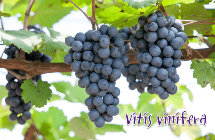 Vitis vinifera