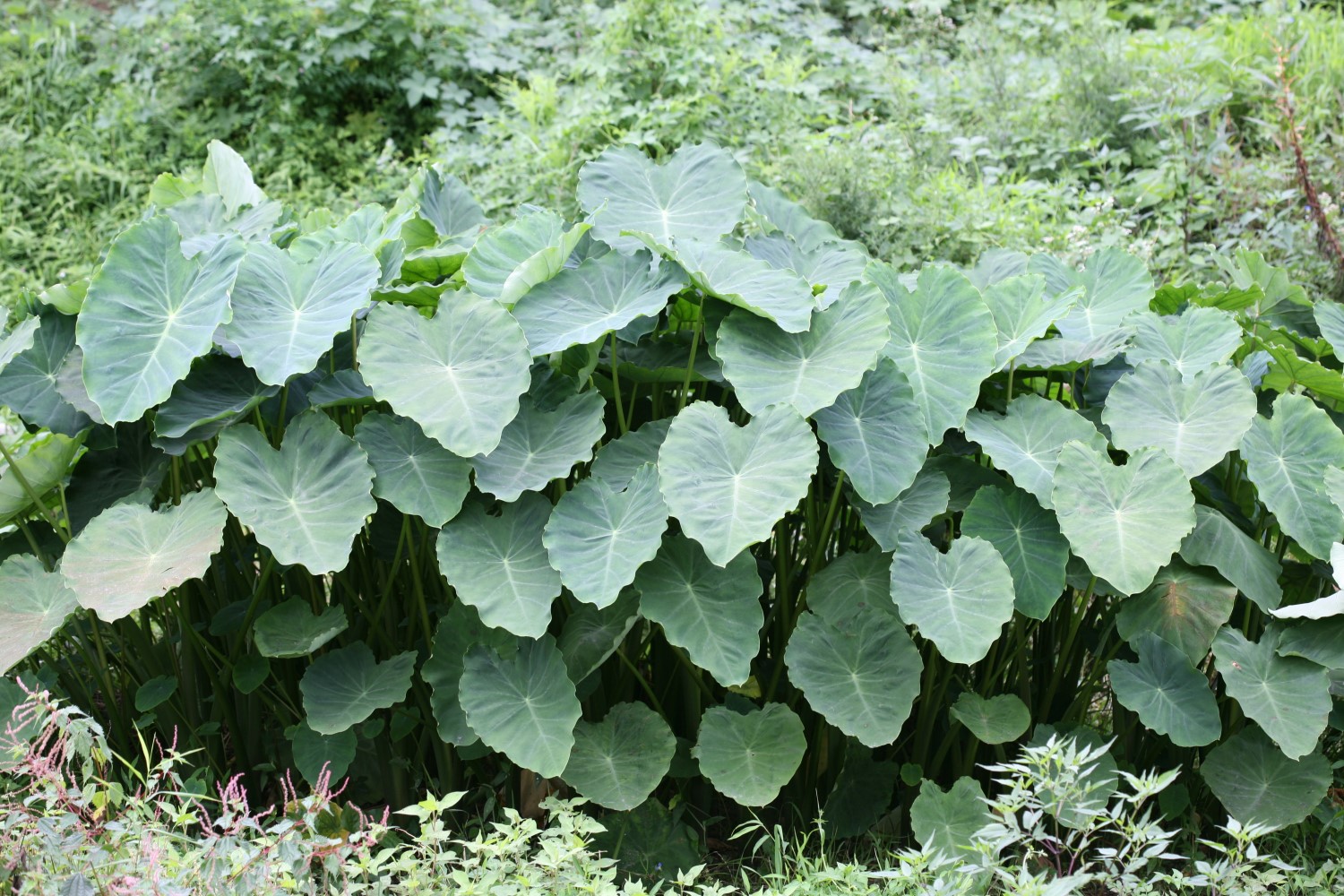 토란