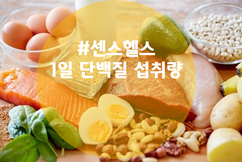  1일 단백질 섭취량과 단백질 함량 음식 추천ㅣ센스헬스