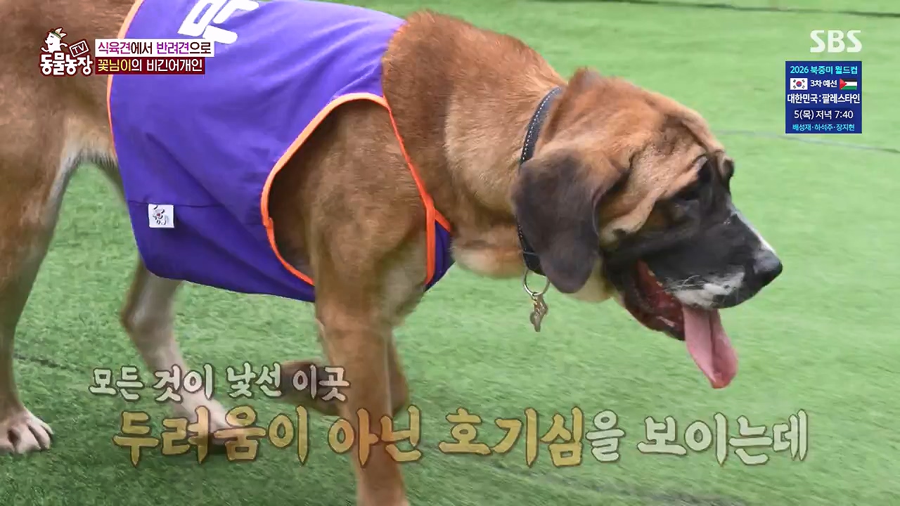 TV 동물농장.E1187.240902p-NEXT.mp4_20240901_155516.078.jpg