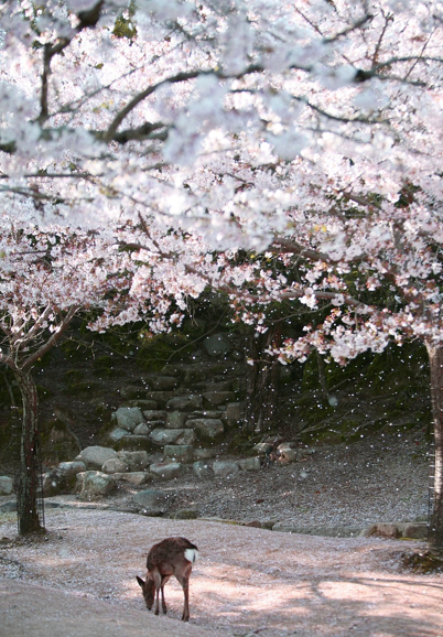 sakura_japan