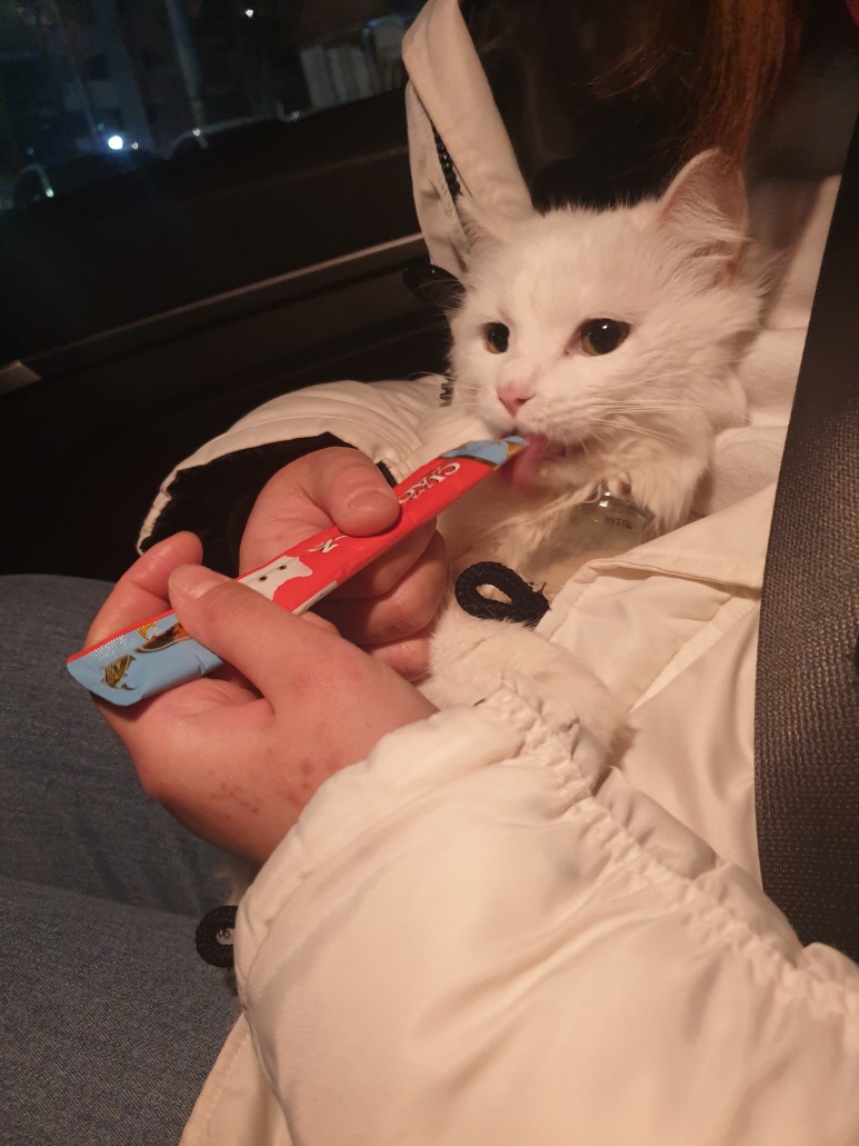  북악스카이웨이 드라이브(feat. 여자친구, 고양이)