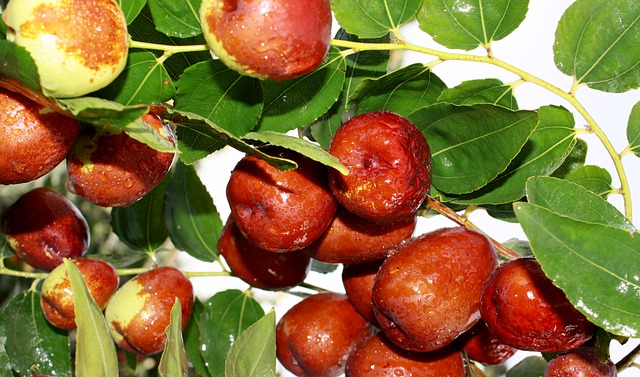  대추 꿈 해몽 풀이 붉은 푸른 빨간 파란